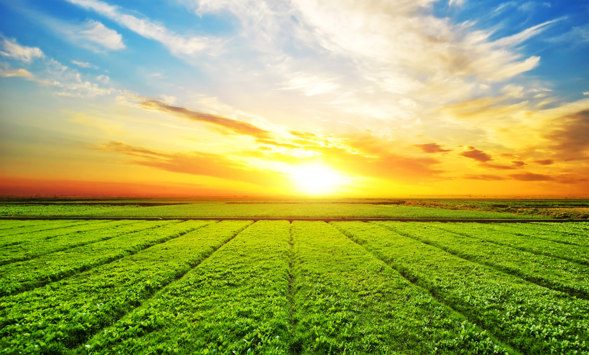 Browse Crops